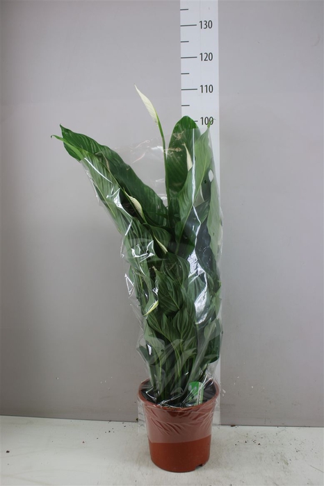 <h4>Spathiphyllum Sweet Lauretta</h4>