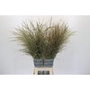 Panicum Dewey Blue