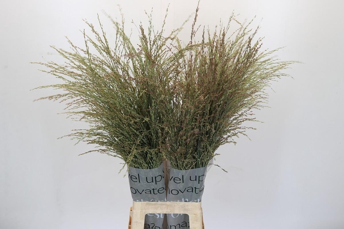 Panicum Dewey Blue