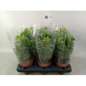 Euphorbia trigona