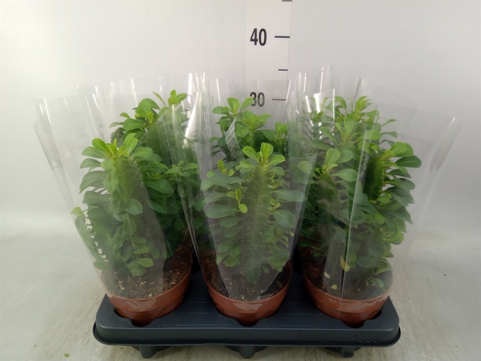 <h4>Euphorbia trigona</h4>