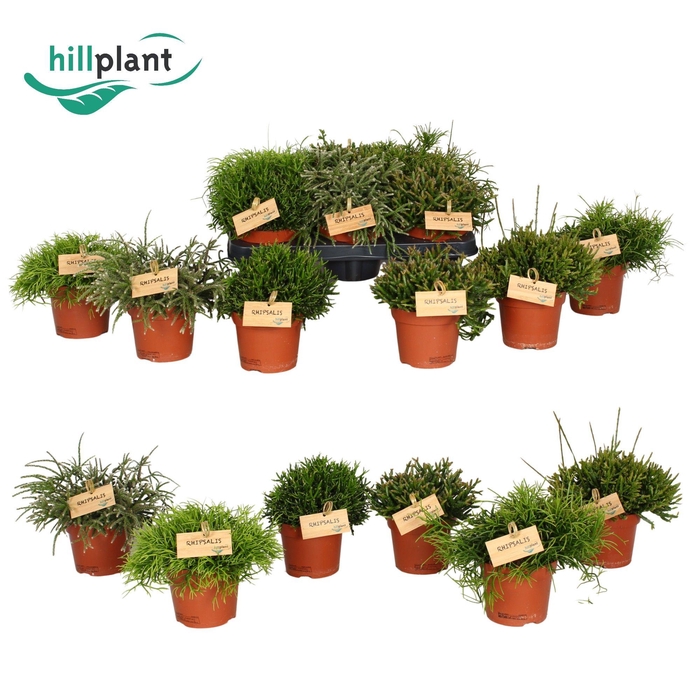 <h4>Rhipsalis Mix P12</h4>