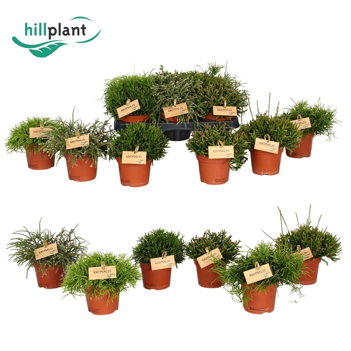 <h4>Rhipsalis Mix P12</h4>