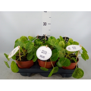 Pilea peperomoides