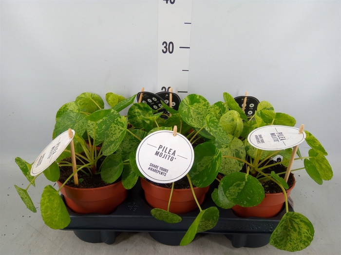 <h4>Pilea peperomoides</h4>