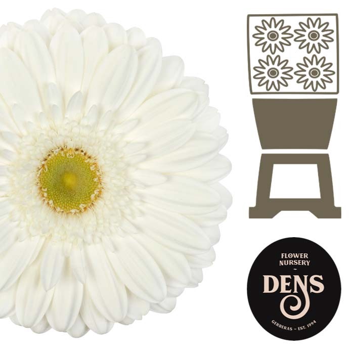 <h4>Gerbera Abe Diamond</h4>