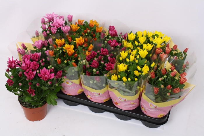 <h4>CHRYS GEM 5 KL</h4>