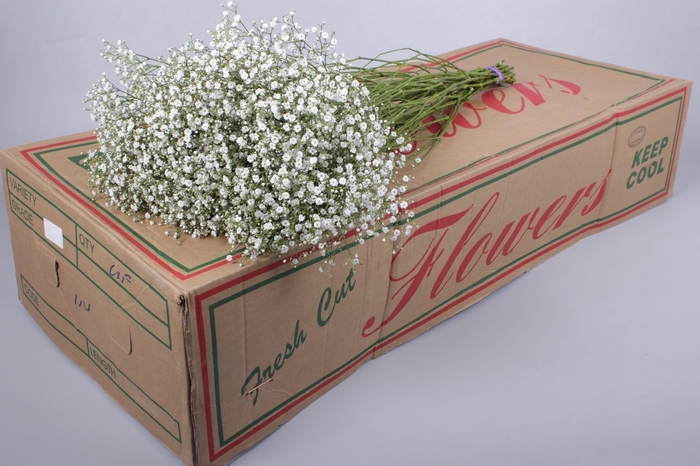 <h4>Gyps Zinzi Tyree</h4>