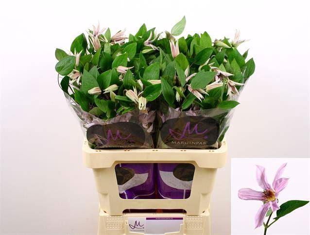 <h4>Clematis Amazing Miami</h4>