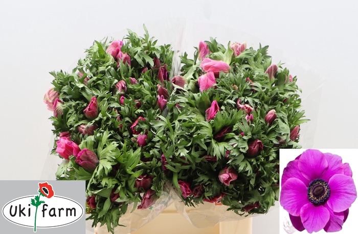 <h4>Anem Co Galil Purper</h4>