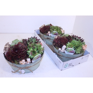 ARR SEMPERVIVUM