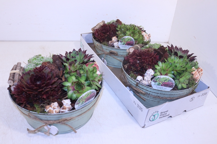 <h4>ARR SEMPERVIVUM</h4>