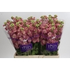 Matthiola incana StoX Antique Rose