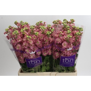 Matthiola incana StoX Antique Rose
