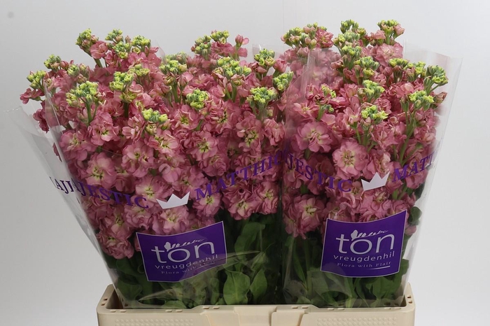 <h4>Matthiola incana StoX Antique Rose</h4>