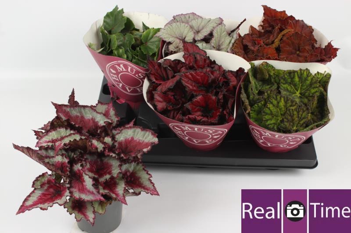 <h4>BEG BEL GEM</h4>