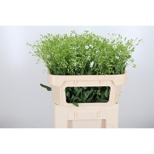 Saponaria Wit Per Bos