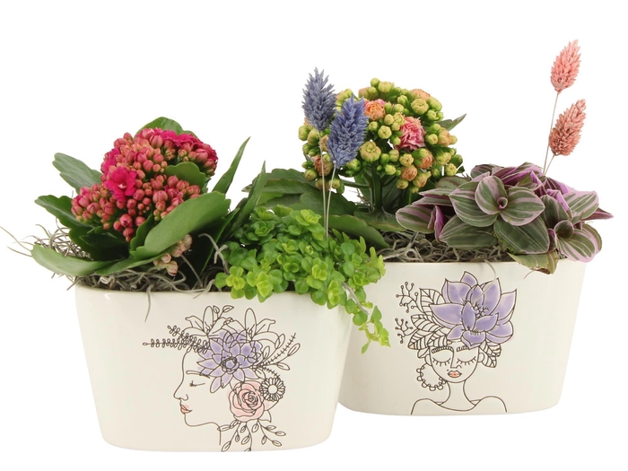 <h4>21886: Lovess arrangement</h4>