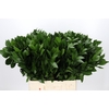 Ruscus Hypophyllum
