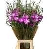 AGROSTEMMA QUEEN PURPLE 080CM