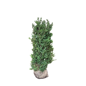 Ilex crenata 'Dark Green' bush 100-125cm RB
