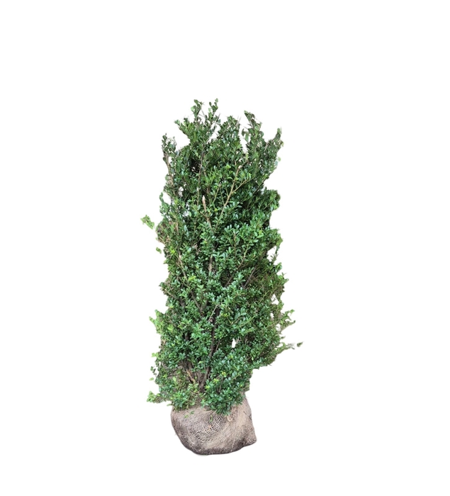 <h4>Ilex crenata 'Dark Green' bush 100-125cm RB</h4>