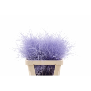 Dried Stypha Penata Lavender(10 Toef) Bunch