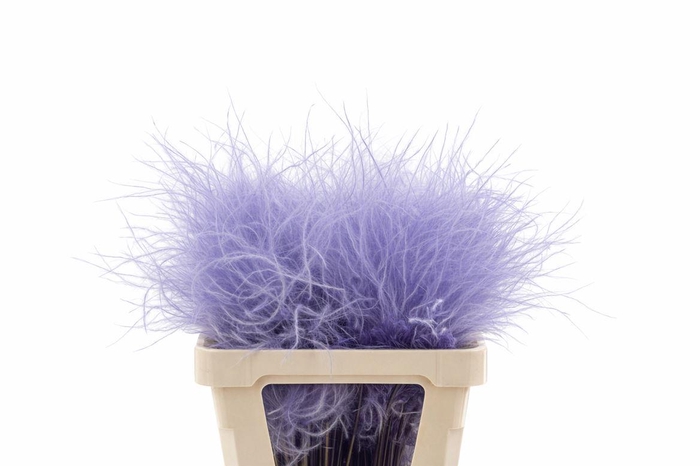 <h4>Dried Stypha Penata Lavender(10 Toef) Bunch</h4>