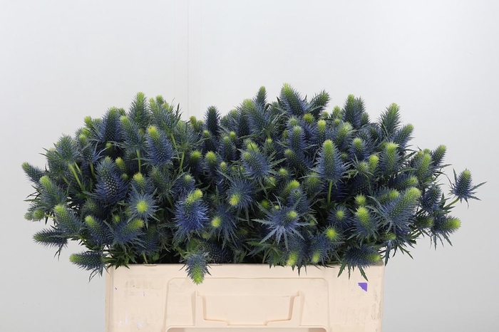 <h4>Eryn Supernova Qstar</h4>