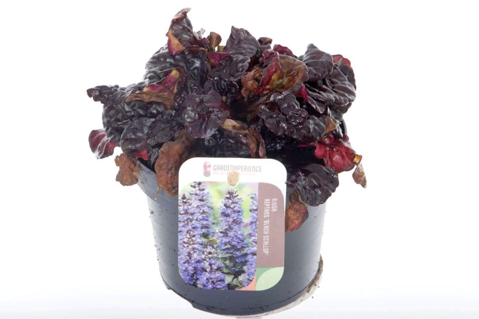 <h4>Ajuga reptans Black Scallop</h4>