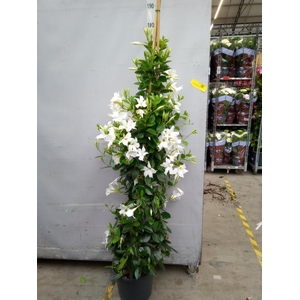 Mandevilla sand. 'SumStar White'