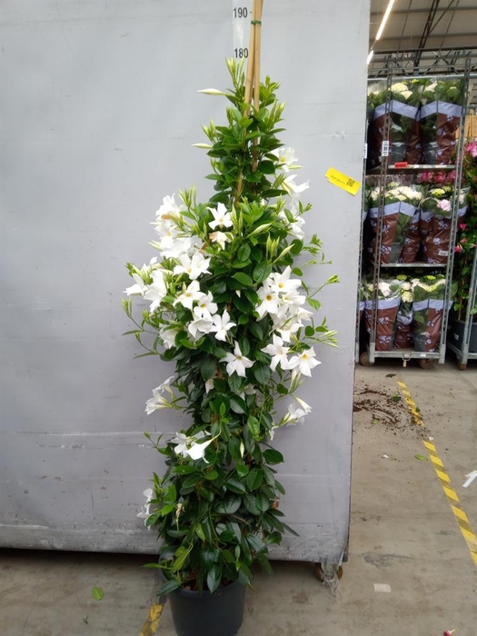 <h4>Mandevilla sand. 'SumStar White'</h4>
