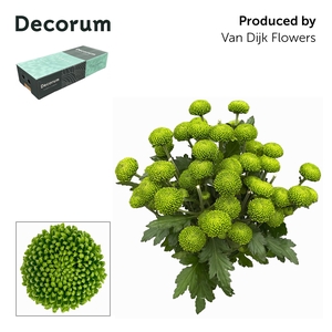 CHR T DELIGREEN DECORUM