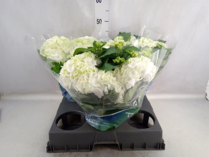 <h4>Hydrangea mac. 'Wudu'</h4>