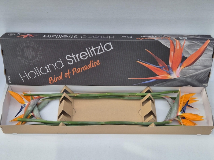 <h4>STREL REGINAE BLOEM</h4>