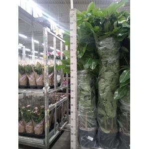 Schefflera actin. 'Amate'