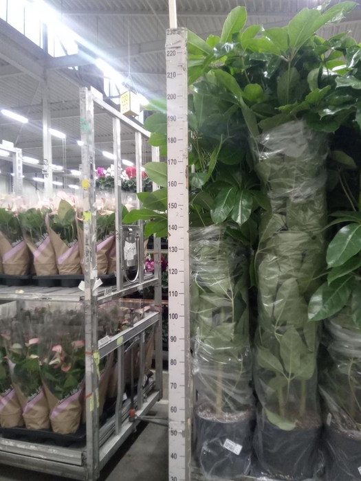 <h4>Schefflera actin. 'Amate'</h4>