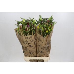 Freesia One XXL Mixed