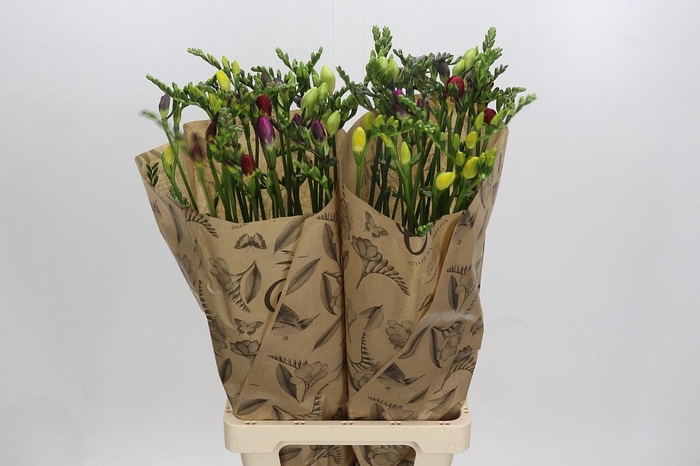 Freesia One XXL Mixed