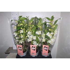 Dendr N Sc Apollon 2 Branche