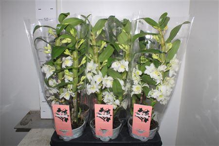 <h4>Dendr N Sc Apollon 2 Branche</h4>