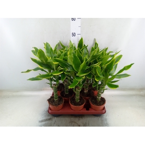 Dracaena frag. 'Golden Coast'