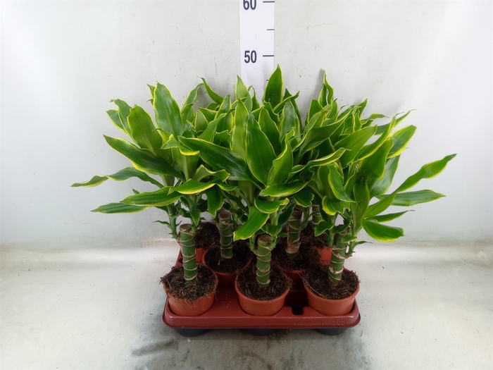 <h4>Dracaena frag. 'Golden Coast'</h4>