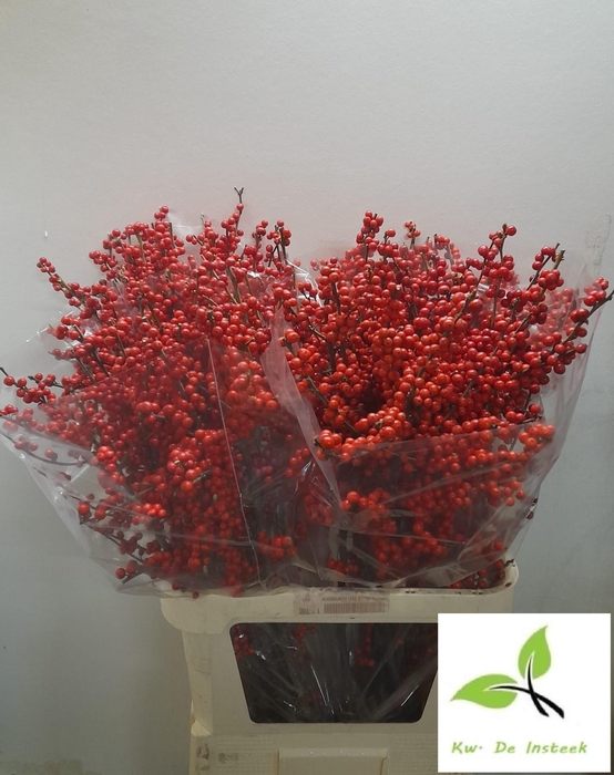 <h4>ILEX VE RODE BES</h4>