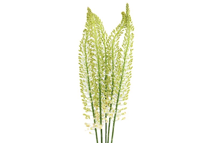 <h4>Eremurus Pink Floyd Extra</h4>