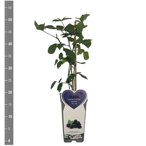 Kleinfruit Rubus f. Loch Ness (Doornloze braam), 2 liter