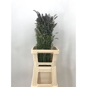 Lavandula Officinalis