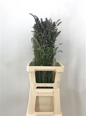 <h4>Lavandula Officinalis</h4>