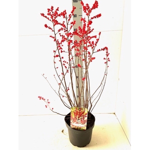 ILEX VERTICILLATA