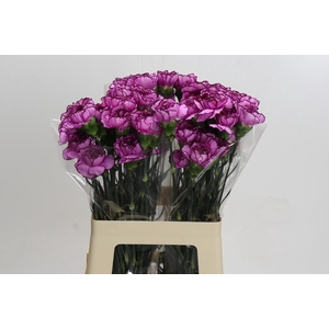 Dianthus St Royal Damascus